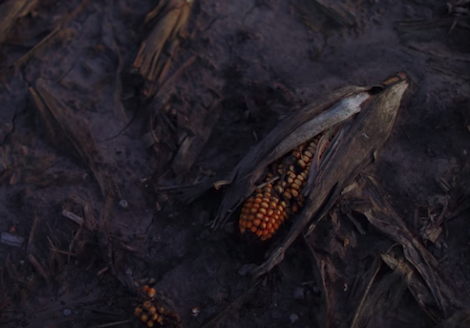 Dead corn 2020 02 28 at 11.11.17 PM