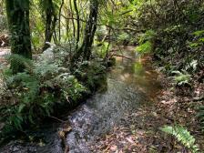 IMG 0715stream