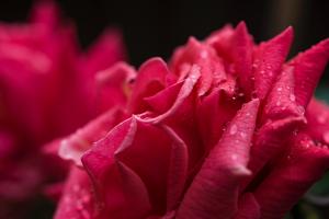 joanna kosinska xLzrDy03vm4 unsplash