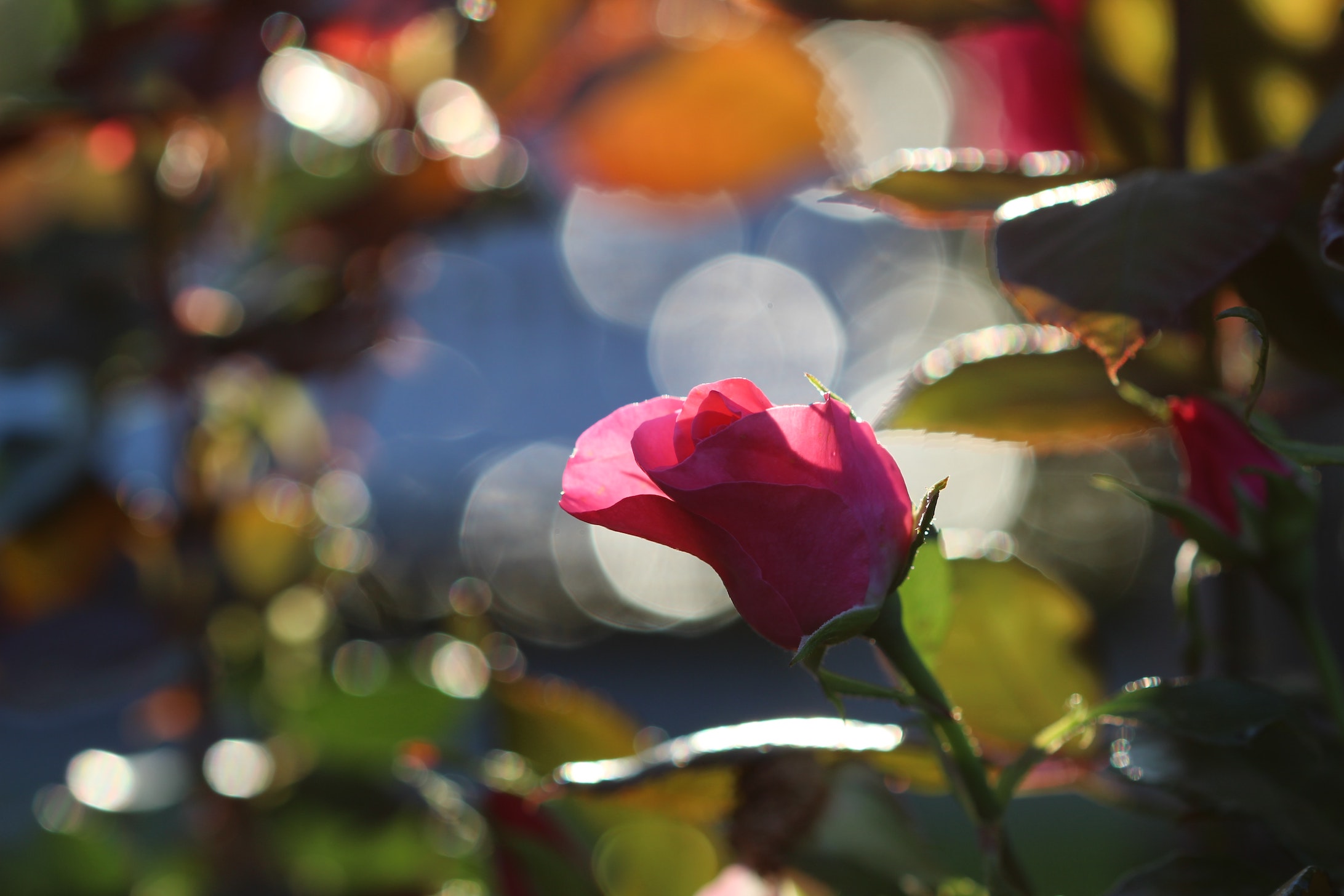 anne nygard G4Dw2lHCHNc unsplash