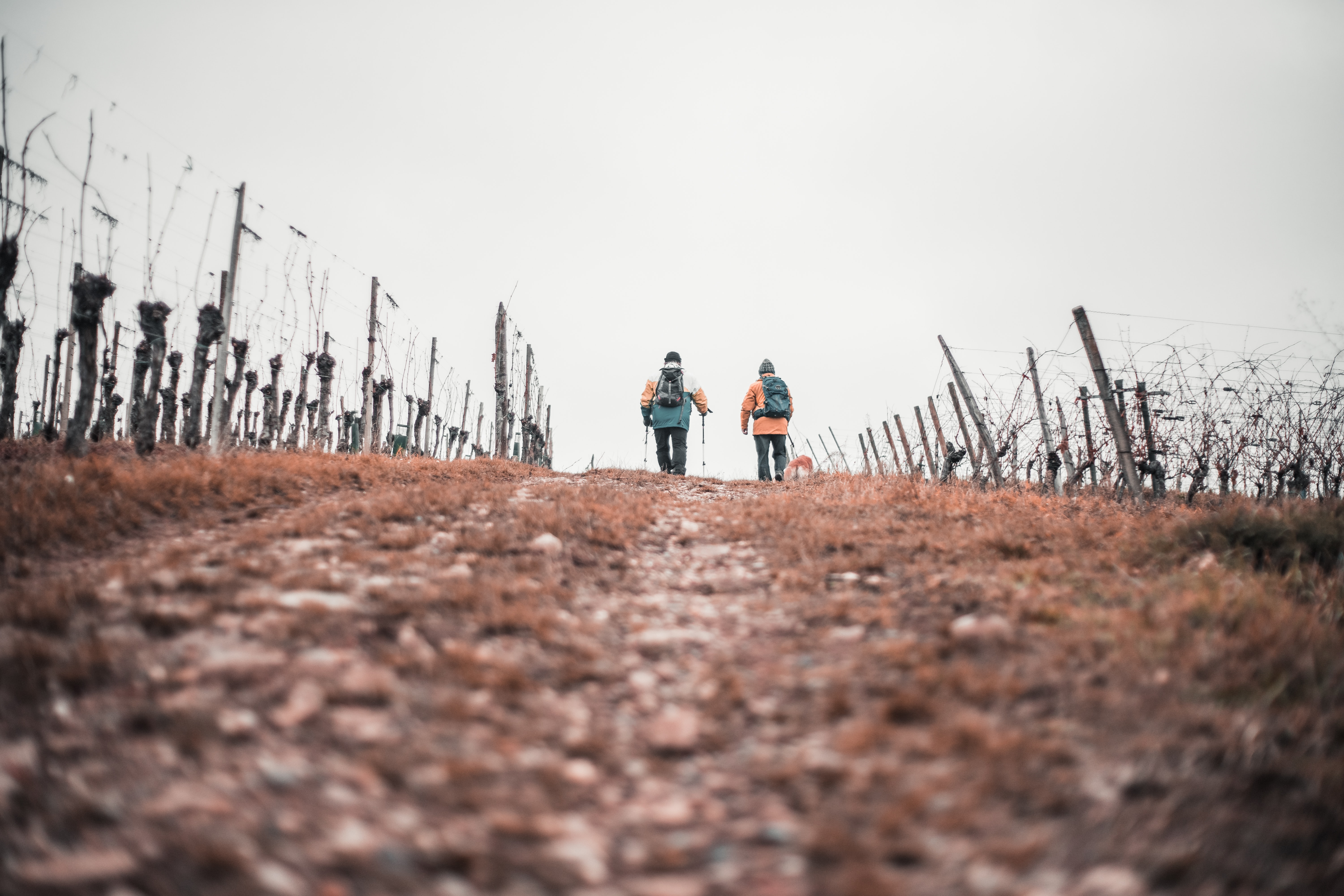 two walkingjimmy pantzy W4zMMGJpDLU unsplash